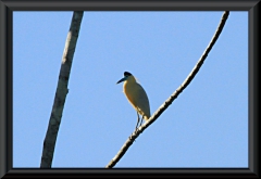 Kappenreiher (Pilherodius pileatus)