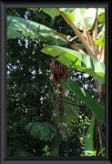 Rote Bananen