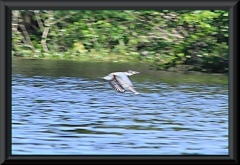 Eisvogel auf Beutezug