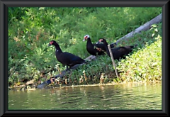 Am Lago Janauacá