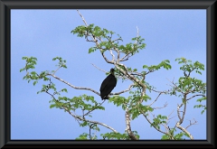 Rabengeier (Coragyps atratus)
