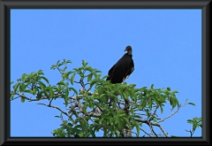Rabengeier (Coragyps atratus)