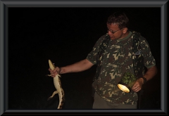 Brillenkaiman (Caiman yacare)