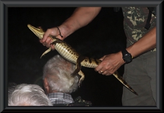 Brillenkaiman (Caiman yacare)