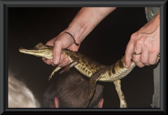 Brillenkaiman (Caiman yacare)