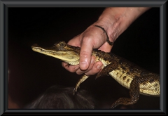 Brillenkaiman (Caiman yacare)