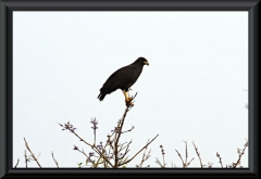 Hakenweih (Helicolestes hamatus)