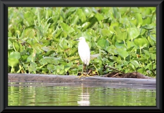 Kuhreiher (Bubulcus ibis)