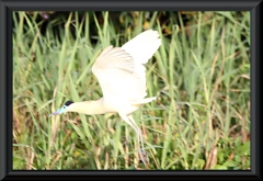 Kappenreiher (Pilherodius pileatus)