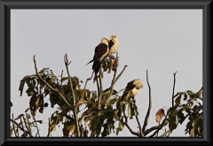 Gelbkopf Karakara (Milvago chimachima)