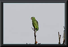 Blaubartamazone (Amazona festiva)?
