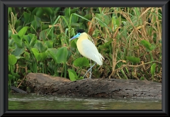 Kappenreiher (Pilherodius pileatus)