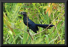 Glattschnabelani (Crotophaga ani)