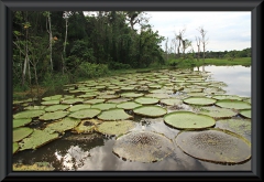 Victoria amazonica