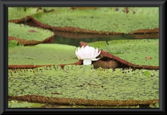 Victoria amazonica