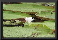 Victoria amazonica