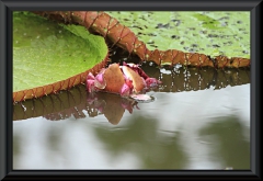 Victoria amazonica
