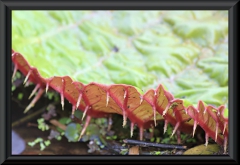 Victoria amazonica