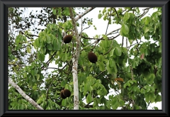 Großblütiger Kakao, Cupuaçu (Theobroma grandiflorum)