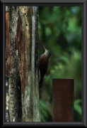 Geradschnabel-Baumsteiger (Xiphorhynchus picus)