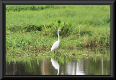 Silberreiher (Ardea alba)