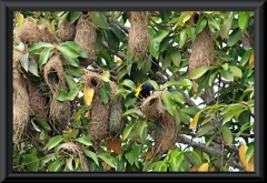 Eine Kolonie Gelbrücken-Stirnvogel ((Cacicus cela)