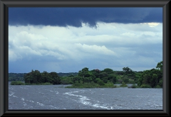 Rio Negro, Wasser bis in die Baumkronen