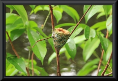 Das Nest eines Kolibris.