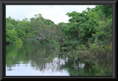 Rio Negro - Anavilhanas Archipel