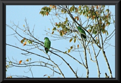 Blaubartamazone (Amazona festiva)