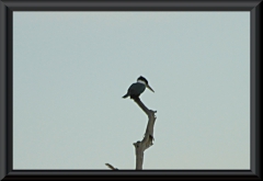 Rotbrustfischer (Megaceryle torquata)
