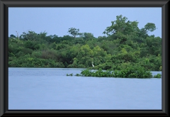 Silberreiher (Ardea alba)