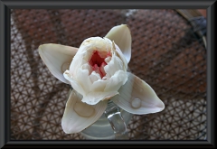 Blüte von Victoria amazonica nach dem Aufgehen