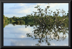 Rio Negro, der größte Spiegel der Welt