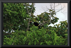 Weißbrusttukan (Ramphastos cuvieri)