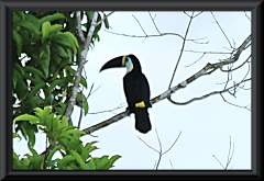 Weißbrusttukan (Ramphastos cuvieri)