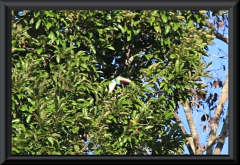 Weißbrusttukan (Ramphastos cuvieri)