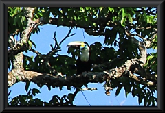 Weißbrusttukan (Ramphastos cuvieri)