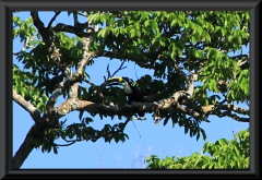 Weißbrusttukan (Ramphastos cuvieri)