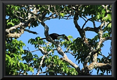 Weißbrusttukan (Ramphastos cuvieri)