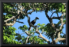 Weißbrusttukan (Ramphastos cuvieri)