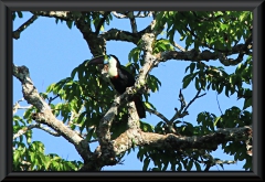 Weißbrusttukan (Ramphastos cuvieri)