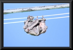 Eine kleine Fledermaus