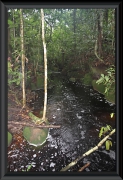 Auf der Dschungelwanderung am Rio Carabinani