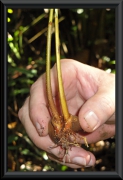 Andiroba (Carapa guianensis) - aus der Wurzel wird ein Antibiotikum gewonnen
