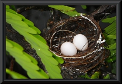 Das Nest hat einen Durchmesser von ca. 5 cm.