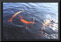 Amazonas-Delfin (Inia geoffrensis) bei Novo Airão