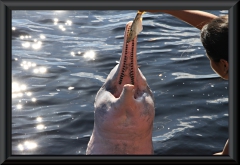 Amazonas-Delfin (Inia geoffrensis) bei Novo Airão