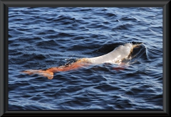 Amazonas-Delfin (Inia geoffrensis) bei Novo Airão