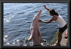 Amazonas-Delfin (Inia geoffrensis) bei Novo Airão